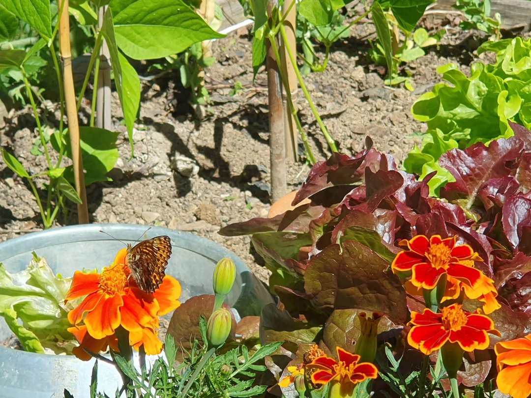 Affiche : Exposition de vos photographies de potagers et balcons